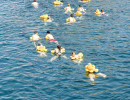 event  limmat 2026 